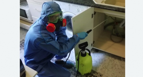 Уничтожение муравьев в квартире. Лесной Городок