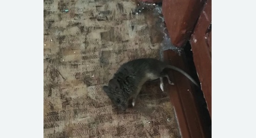 Дезинфекция от мышей в Лесном Городке