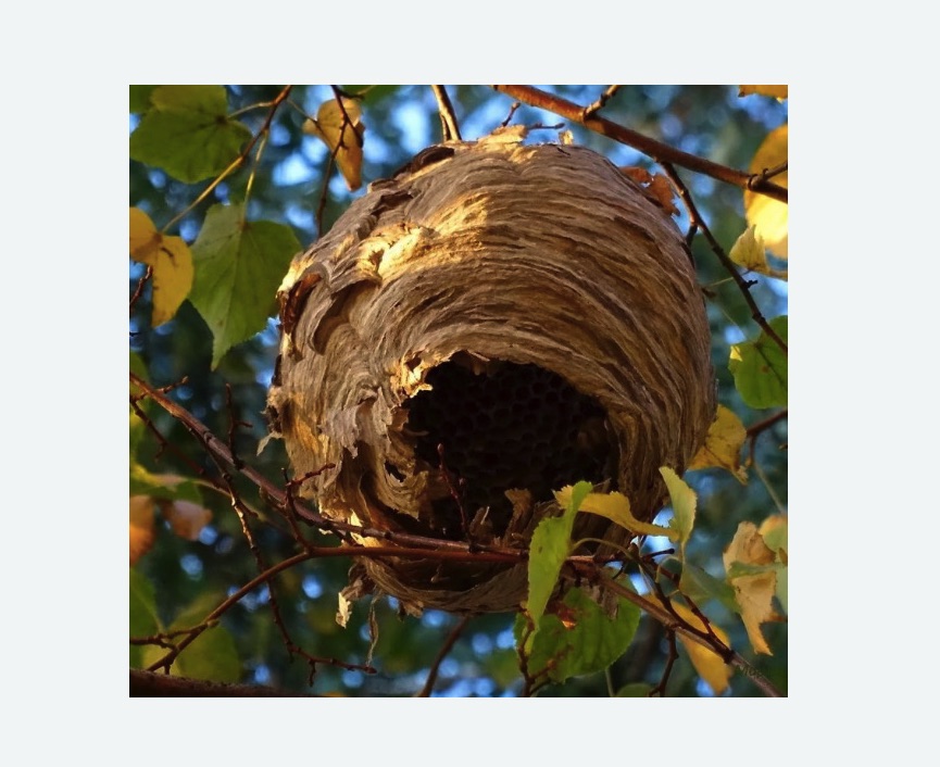 Обработка от шершней в Лесном Городке