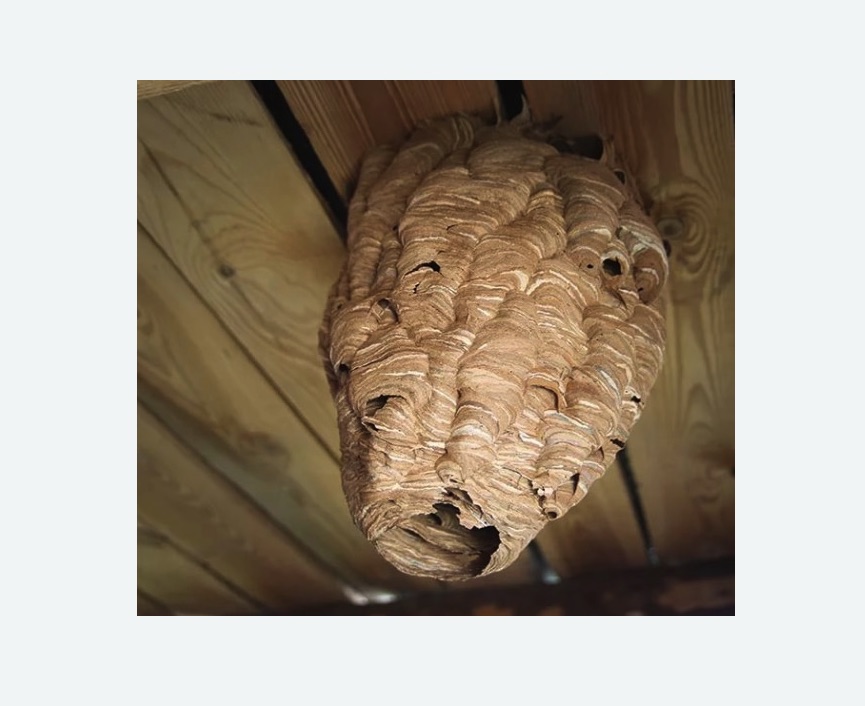 обработка от шершней в Лесном Городке