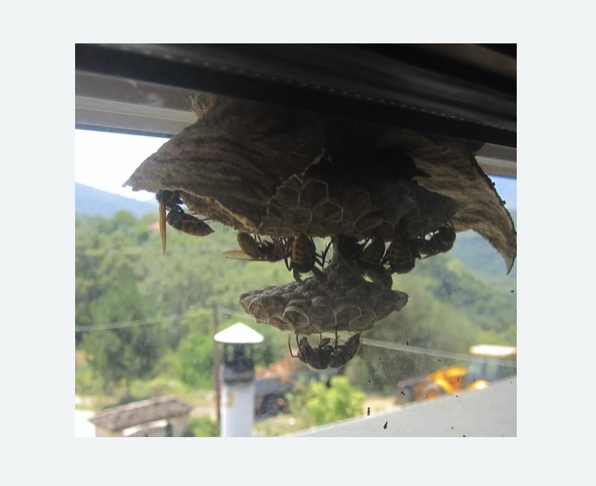 Уничтожение гнёзд шершней в Лесном Городке