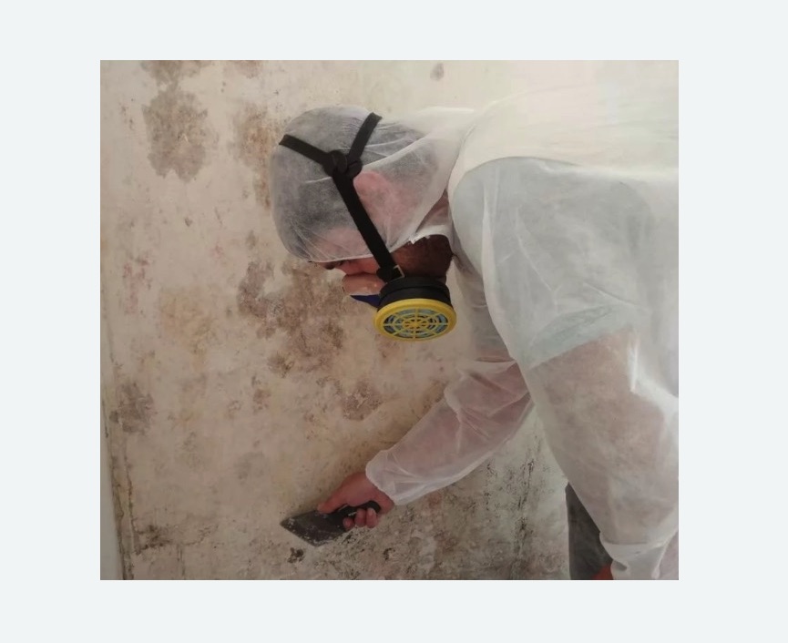 Обработка стен от плесени в Лесном Городке