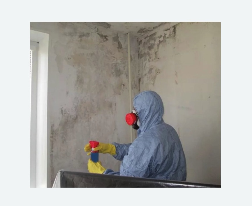 Удаление плесени в квартире в Лесном Городке