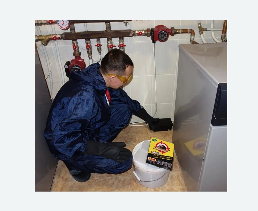 Уничтожение крыс в Лесном Городке